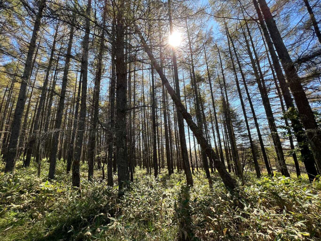 Suwa.c.site