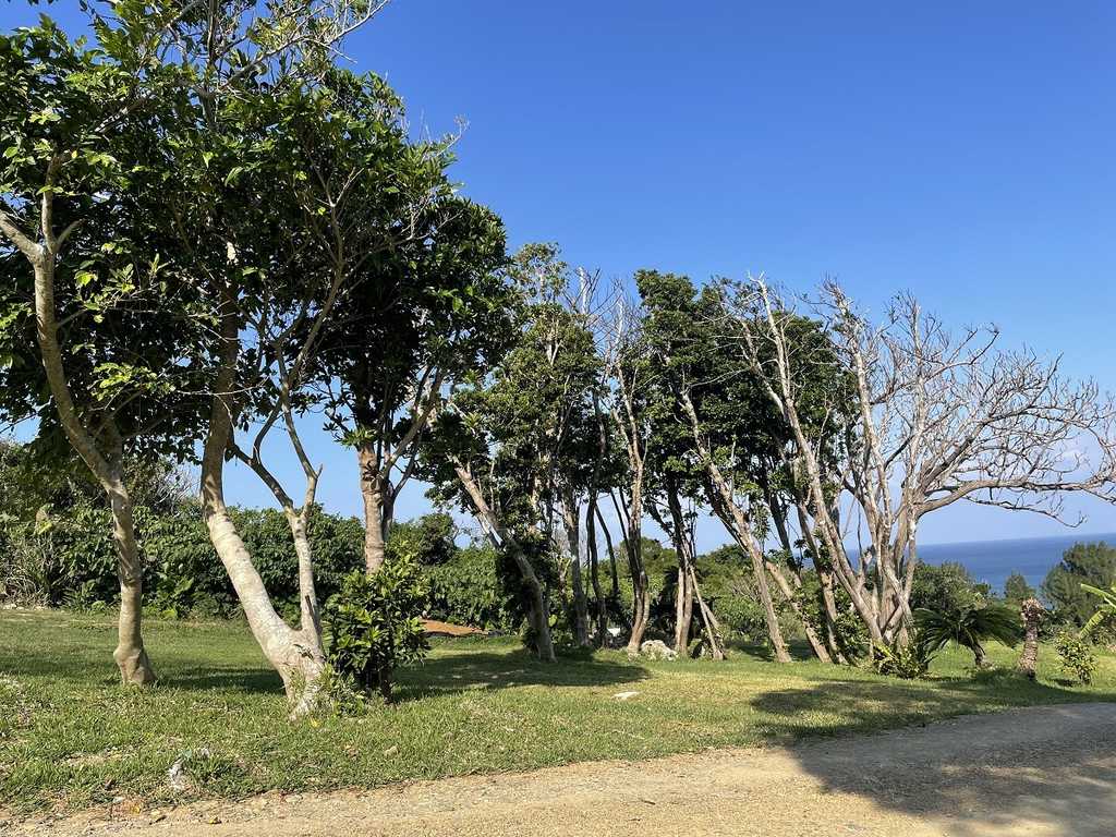 古宇利島キャンプ庭園 photo 5