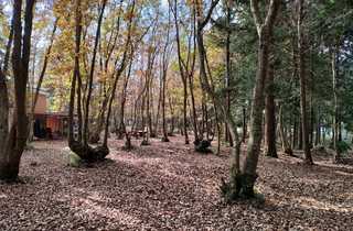 星野農園くぬぎの憩いの森キャンプ場