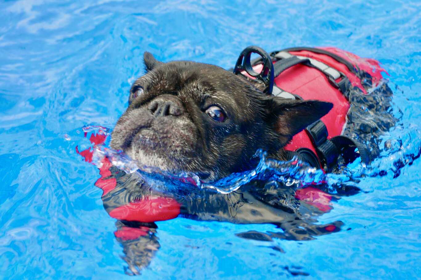 Dog Pool Village 富津海岸 photo 5