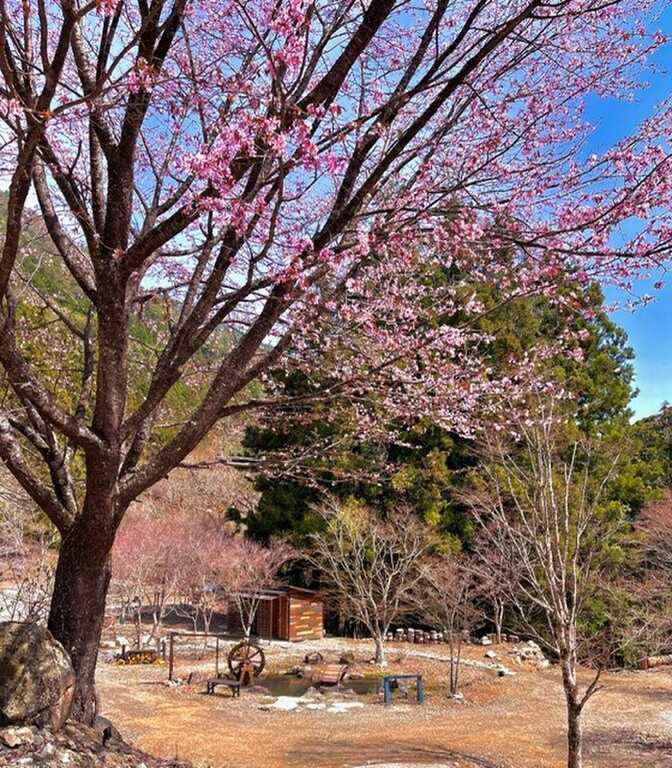 LIBERTY CAMP場 photo 4