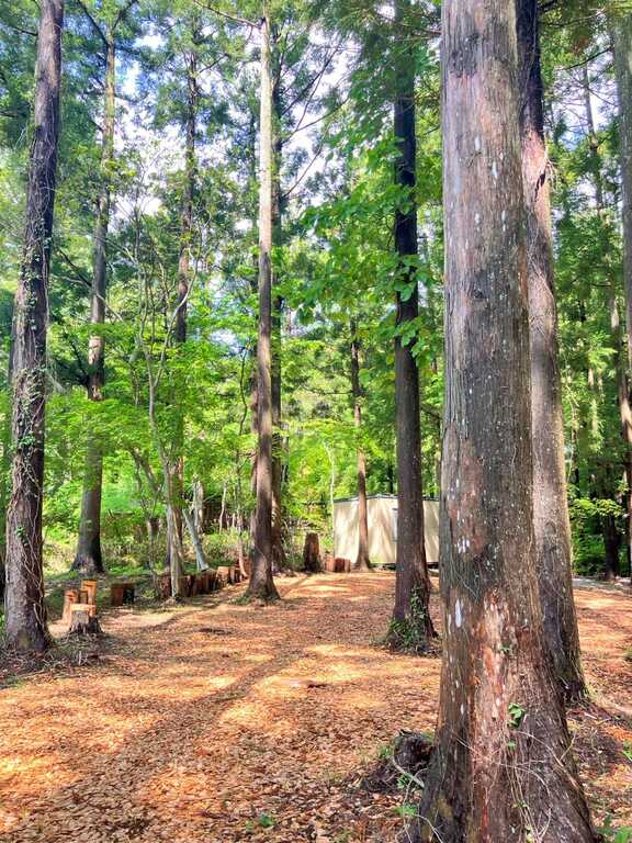 Wolves Forest Outdoor photo 5