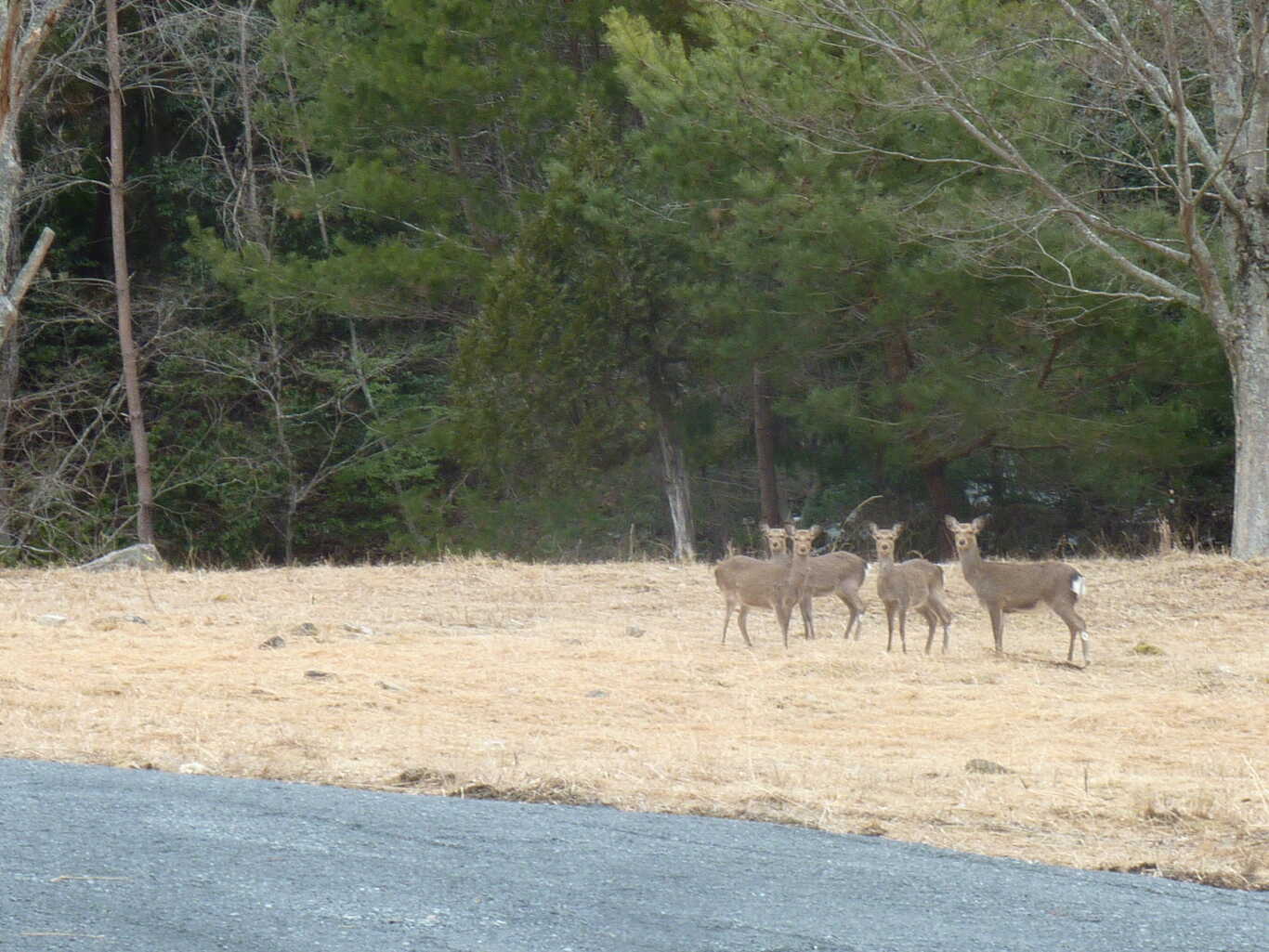 新能勢の郷公園キャンプ場 photo 4