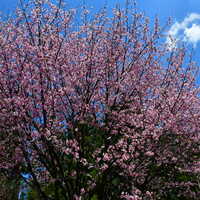 満開の桜